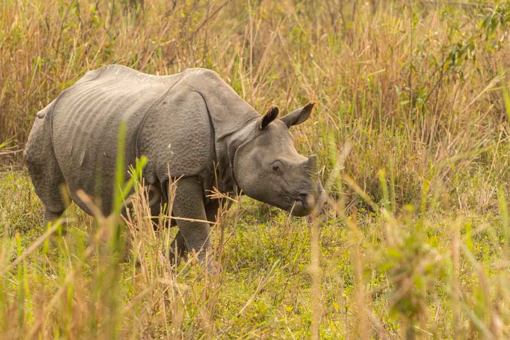 Kaziranga National Park