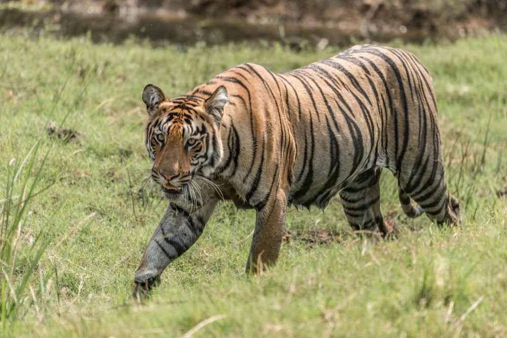 Pench National Park