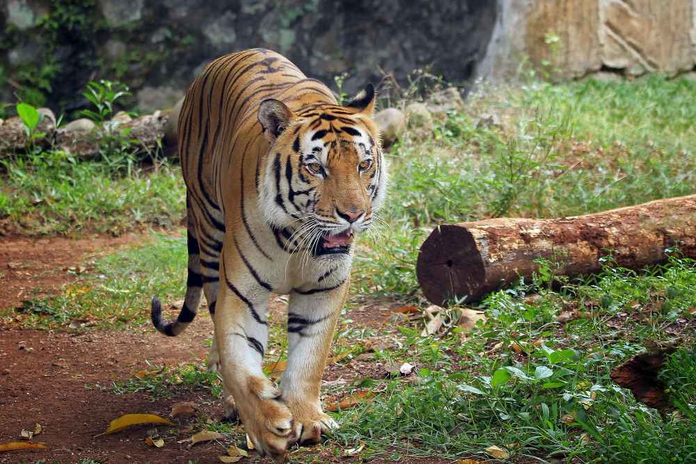 Ranthambore National Park
