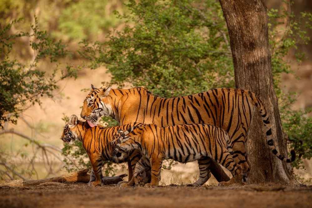 Tadoba National Park
