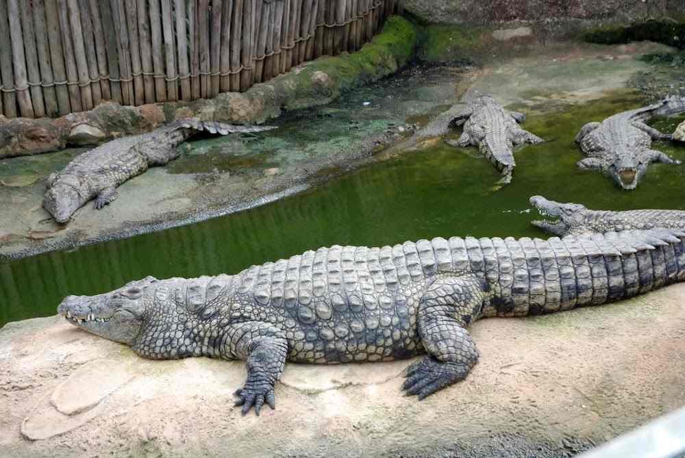 Crocodile Breeding Centre
