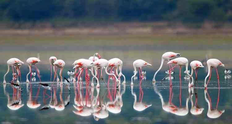 Nalsarovar Lake