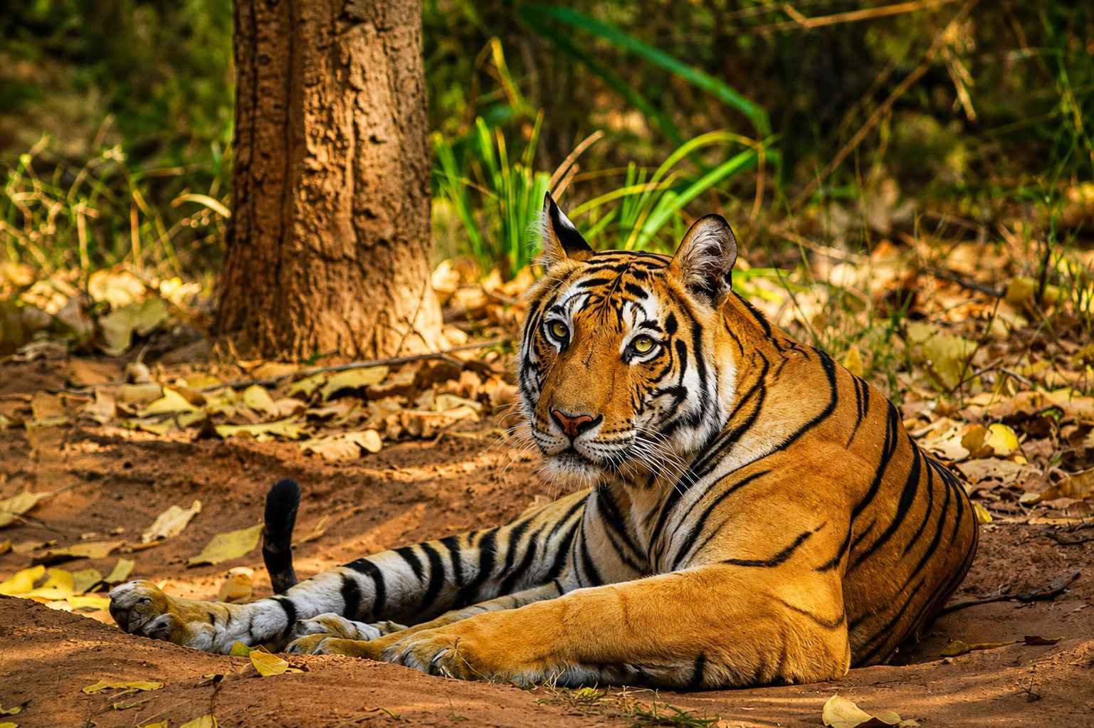 Bandhavgarh National Park