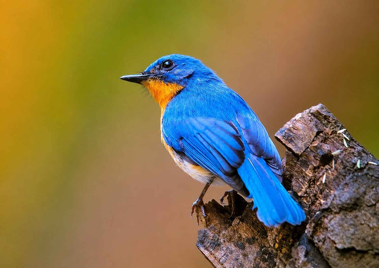Bird Watching in Kanha