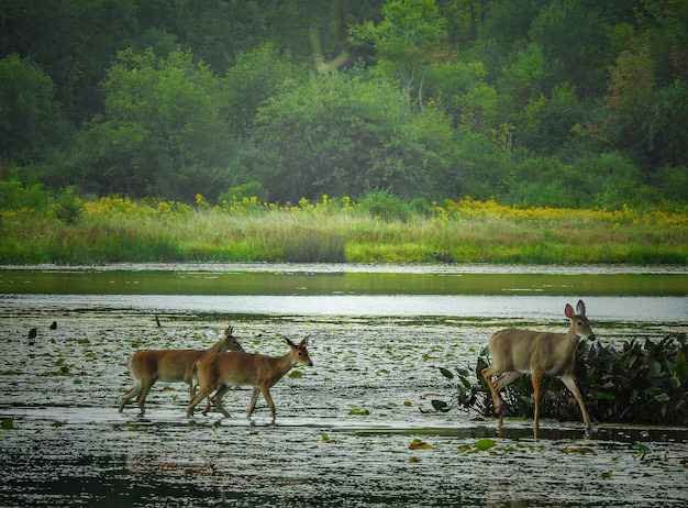 Kanha Meadow
