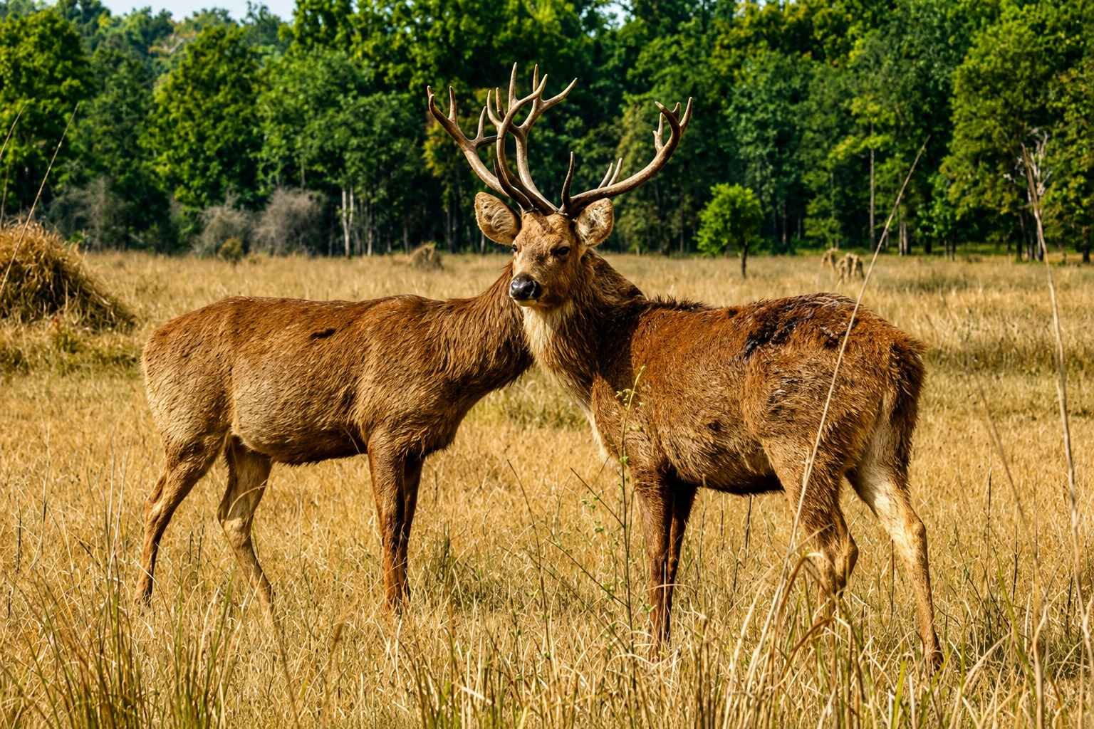 Kanha Safari Zones