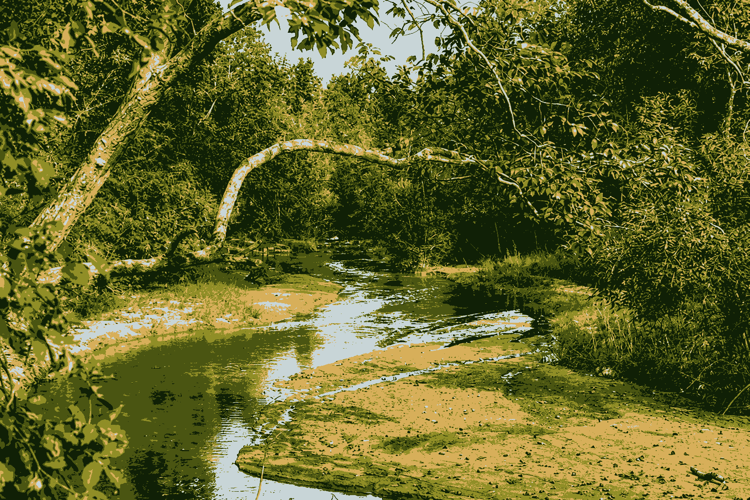 Kanha's Open Grasslands and Dadars