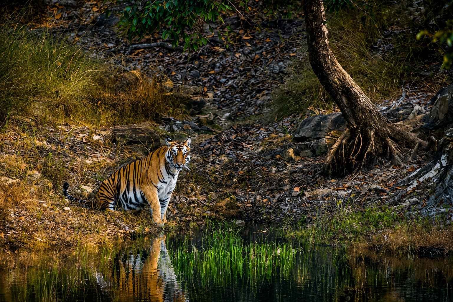 Pench National Park