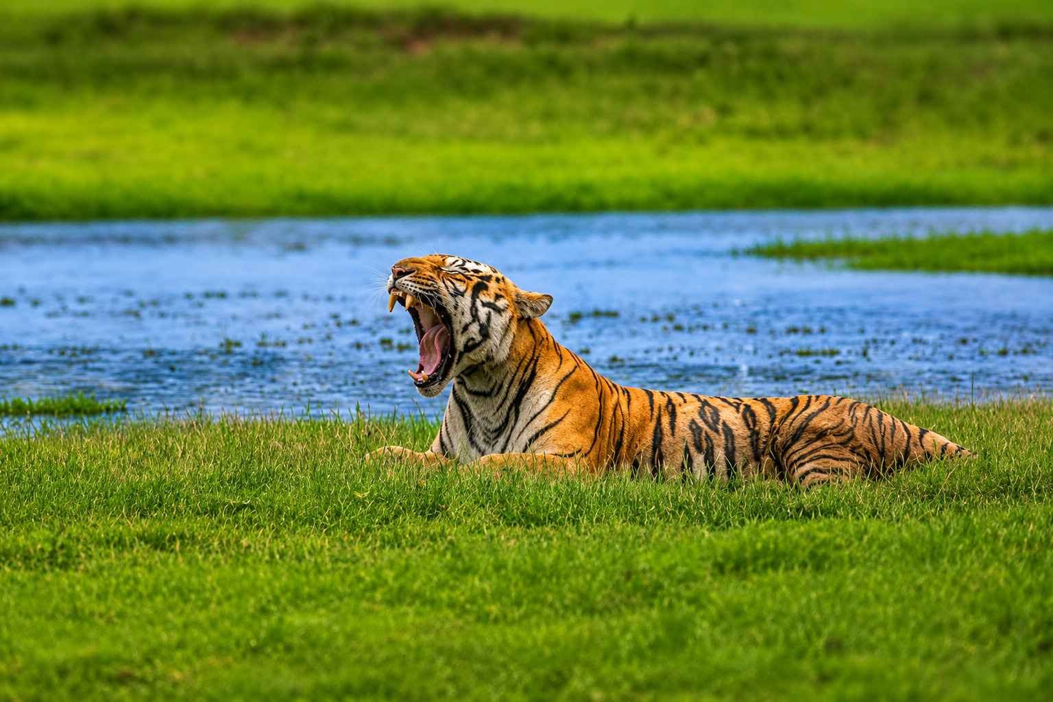 Tadoba Andhari Tiger Reserve