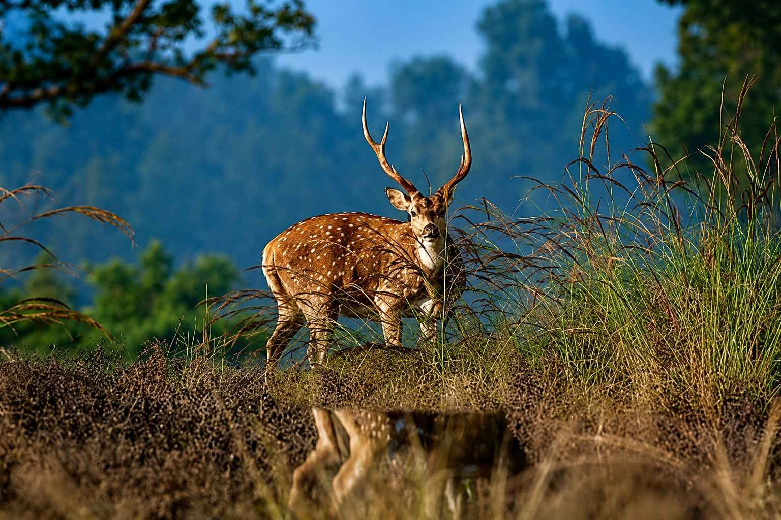 Wildlife Photography in Kanha