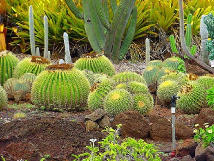 Cactus Park and Bamboo Garden
