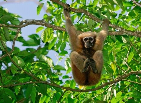 Gibbon Wildlife Sanctuary