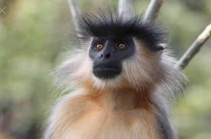 Hollongapar Gibbon Sanctuary