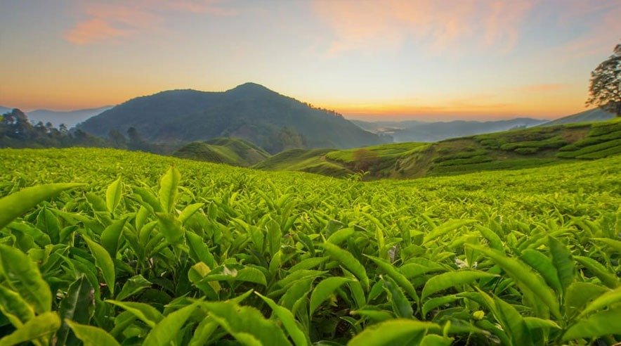Kaziranga Tea Gardens