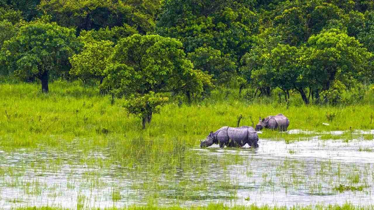 Pobitora Wildlife Sanctuary