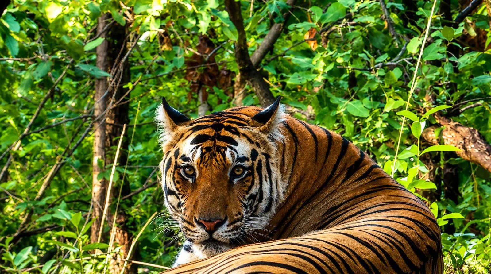 Bandhavgarh National Park