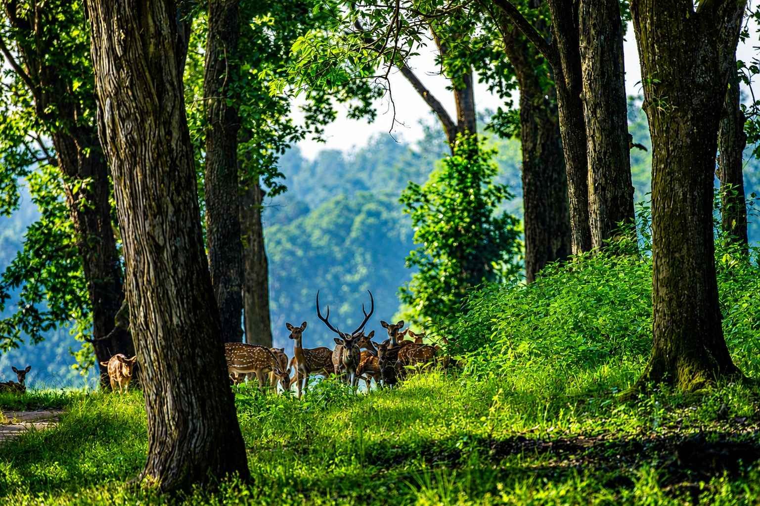 Kanha National Park