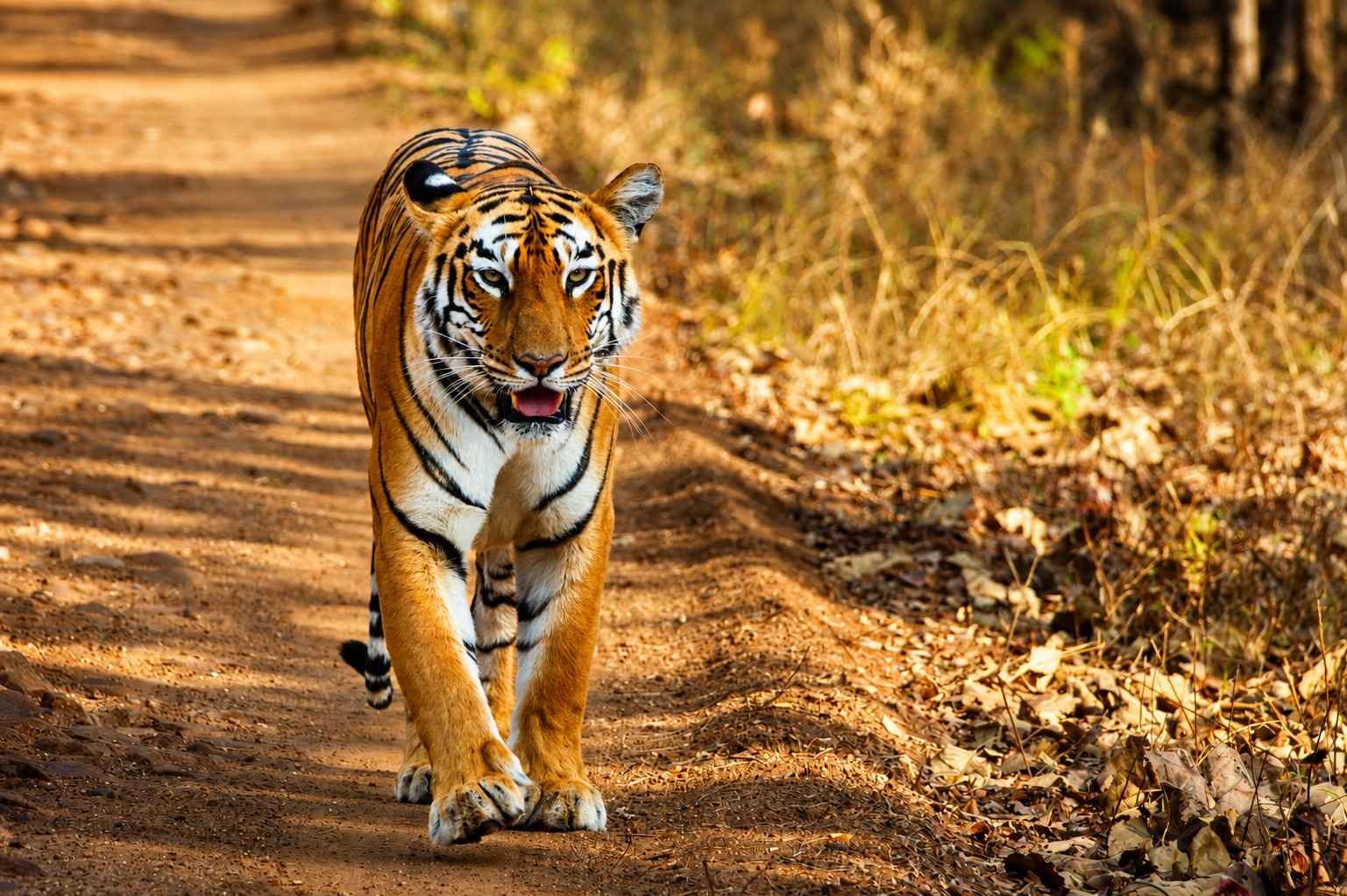 Tadoba Tiger Reserve