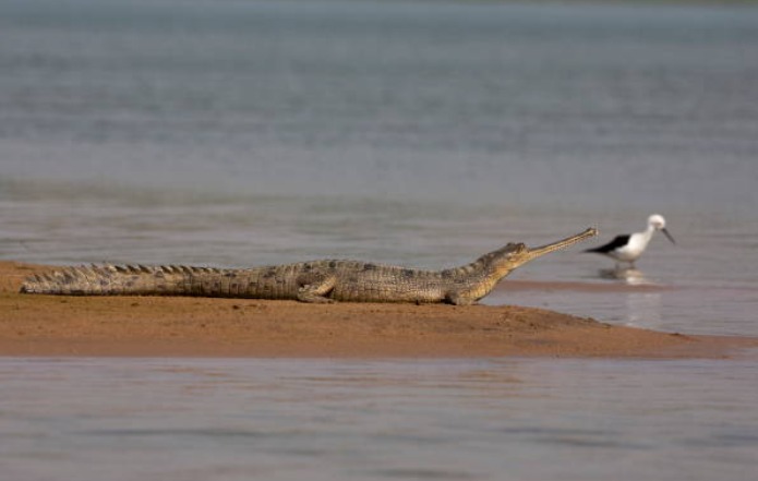 Chambal Boat Safari