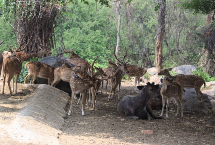 Kailadevi Wildlife Sanctuary