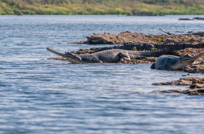 National Chambal Gharial Sanctuary