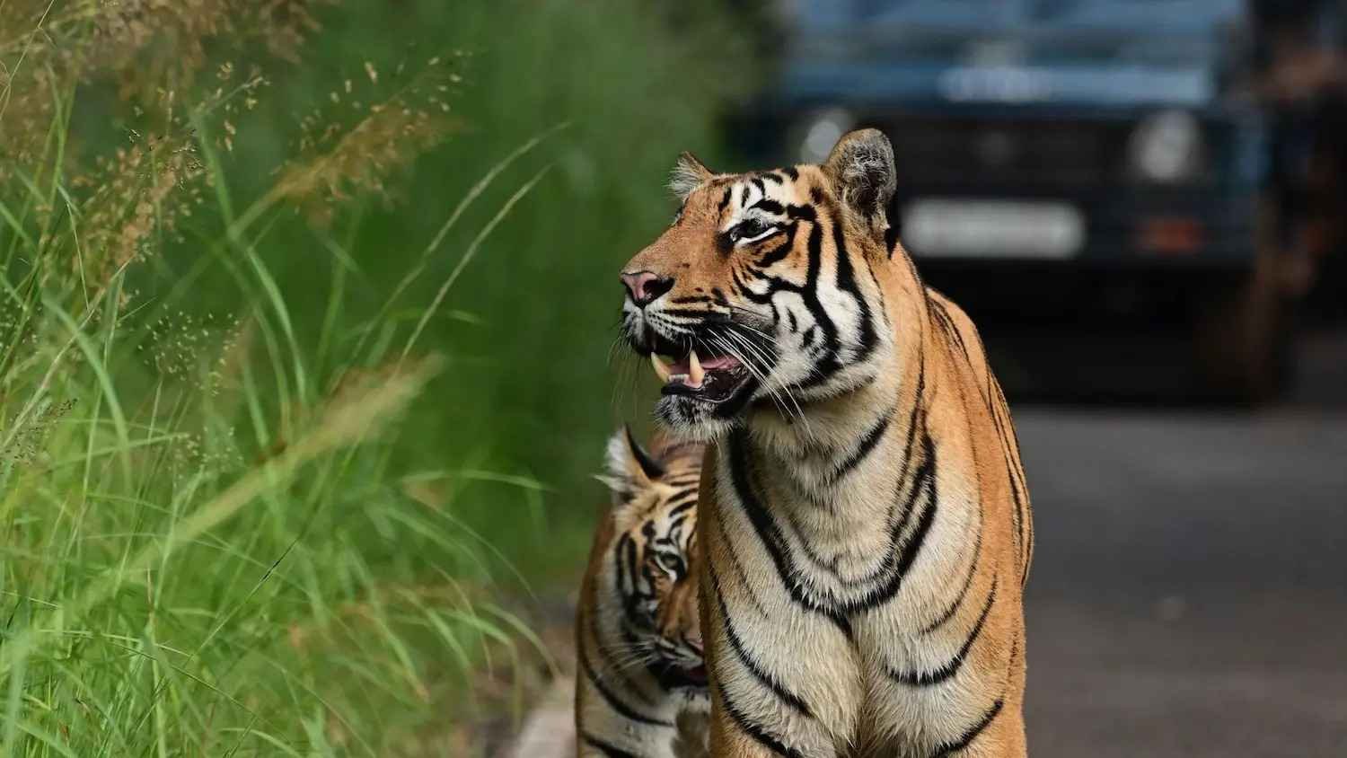 Kanha National Park