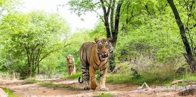 Nagzira Wildlife Sanctuary