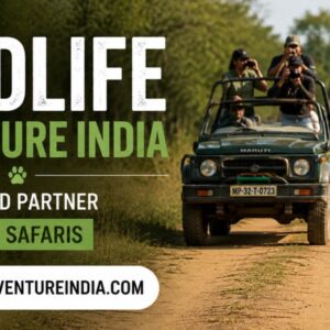 Wildlife Adventure India – Your Trusted Partner for Wildlife Safaris