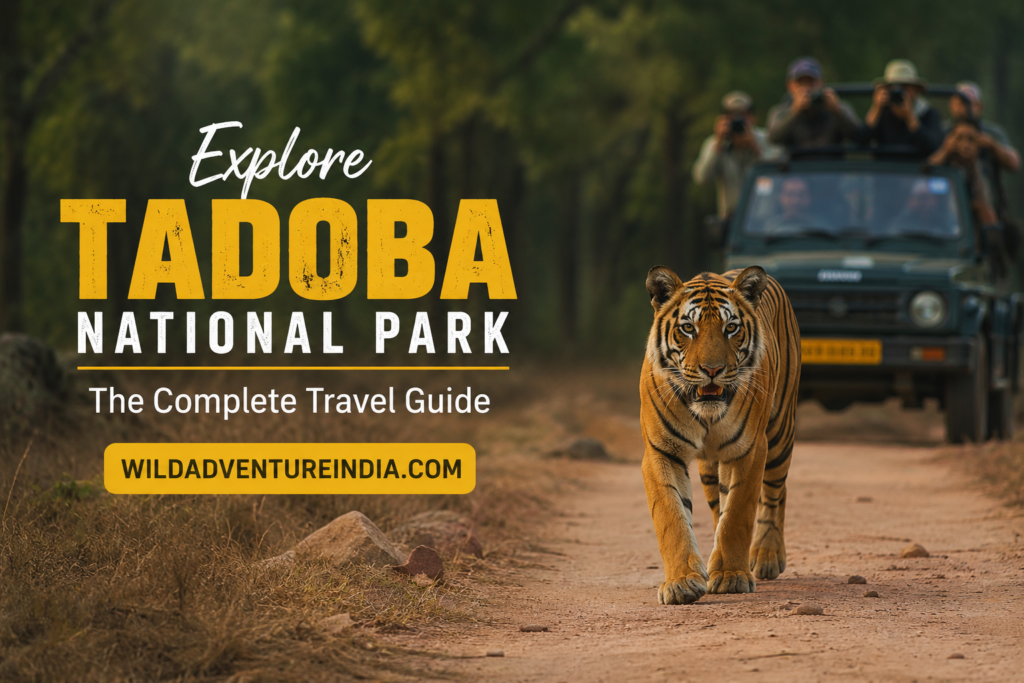 Explore Tadoba National Park The Complete Travel Guide 