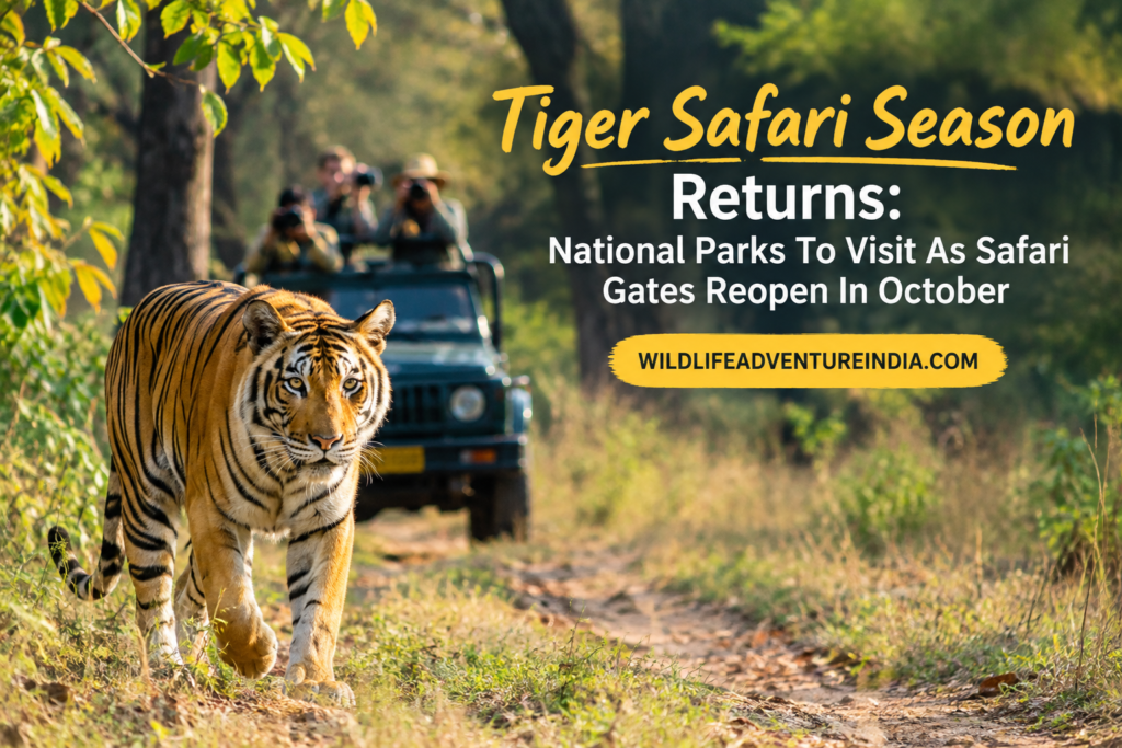 Tiger Safari Season Returns: National Parks To Visit As Safari Gates Reopen In October