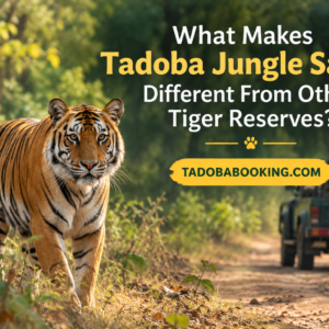 What Makes Tadoba Jungle Safari Different From Other Tiger Reserves